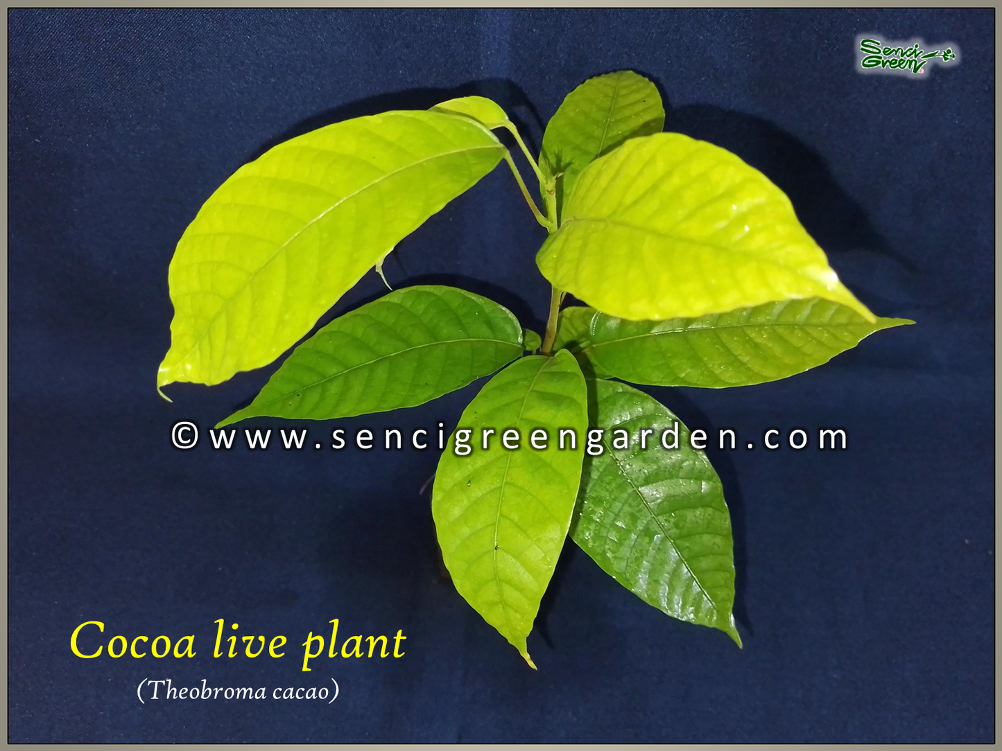 Cocoa live plant (Theobroma cacao)