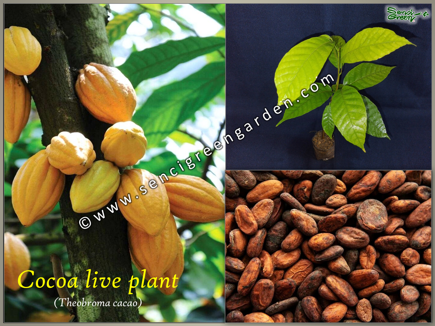 Cocoa live plant (Theobroma cacao)