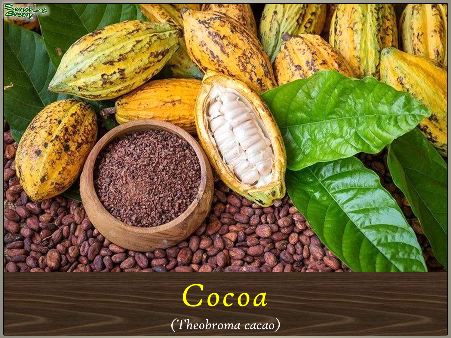 Cocoa live plant (Theobroma cacao)