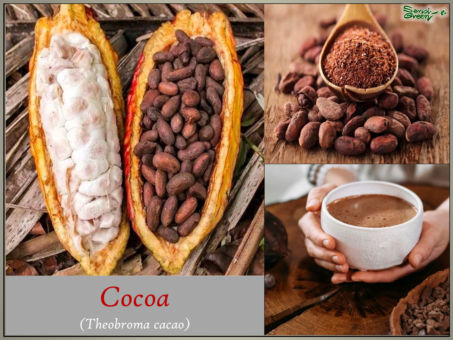 Cocoa live plant (Theobroma cacao)