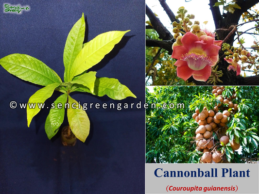 Cannonball Plant (Couroupita guianensis) flowering plant