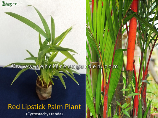 Red Lipstick Palm Plant (Cyrtostachys renda) x5 Plants in 1 pot