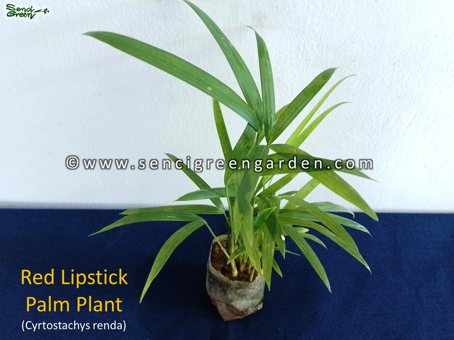 Red Lipstick Palm Plant (Cyrtostachys renda) x5 Plants in 1 pot