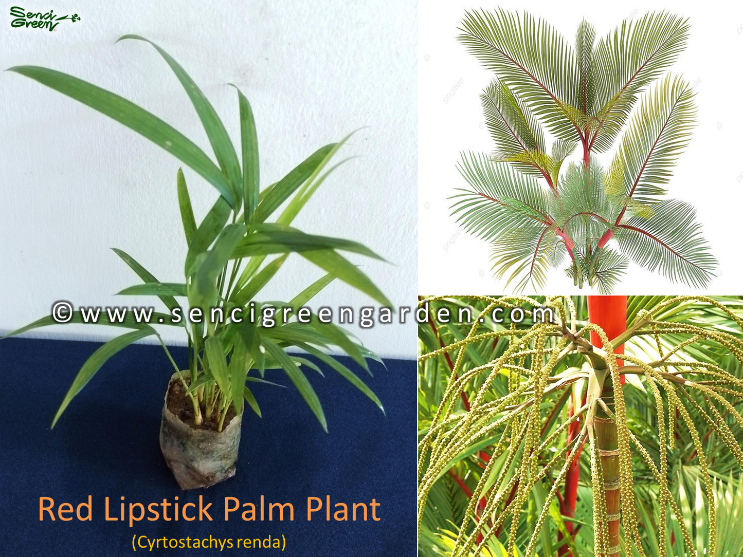 Red Lipstick Palm Plant (Cyrtostachys renda) x5 Plants in 1 pot