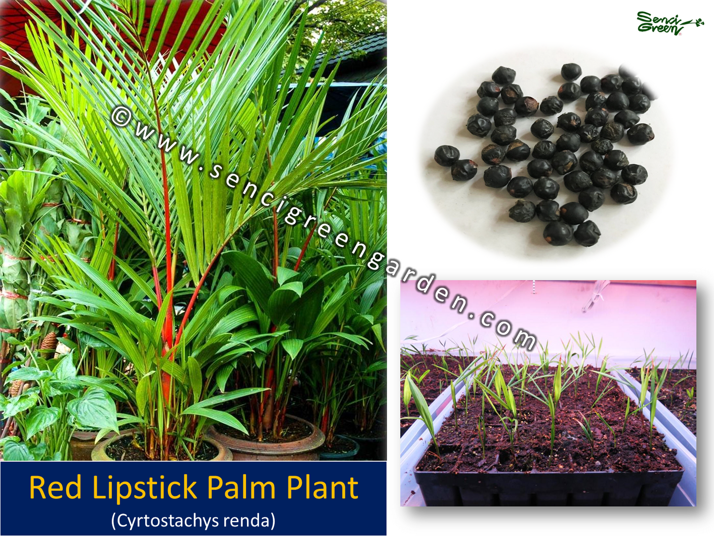 Red Lipstick Palm Plant (Cyrtostachys renda) x5 Plants in 1 pot