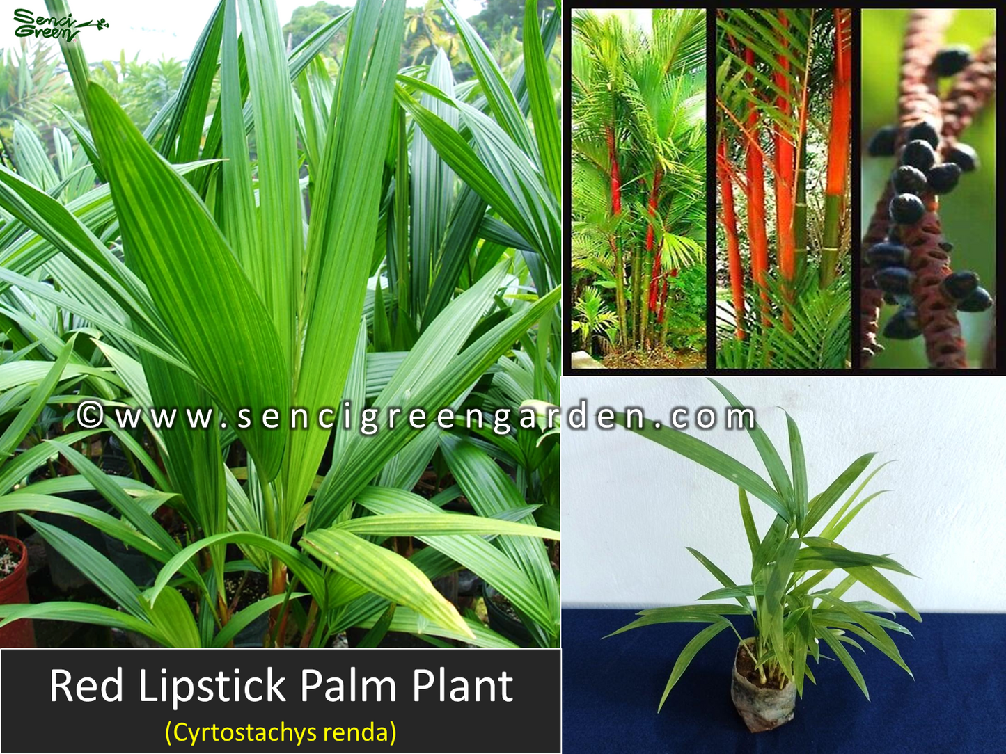 Red Lipstick Palm Plant (Cyrtostachys renda) x5 Plants in 1 pot