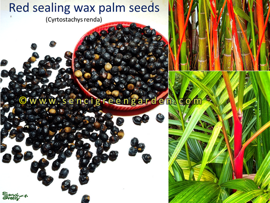 Red sealing wax palm seeds (Cyrtostachys renda) Fresh