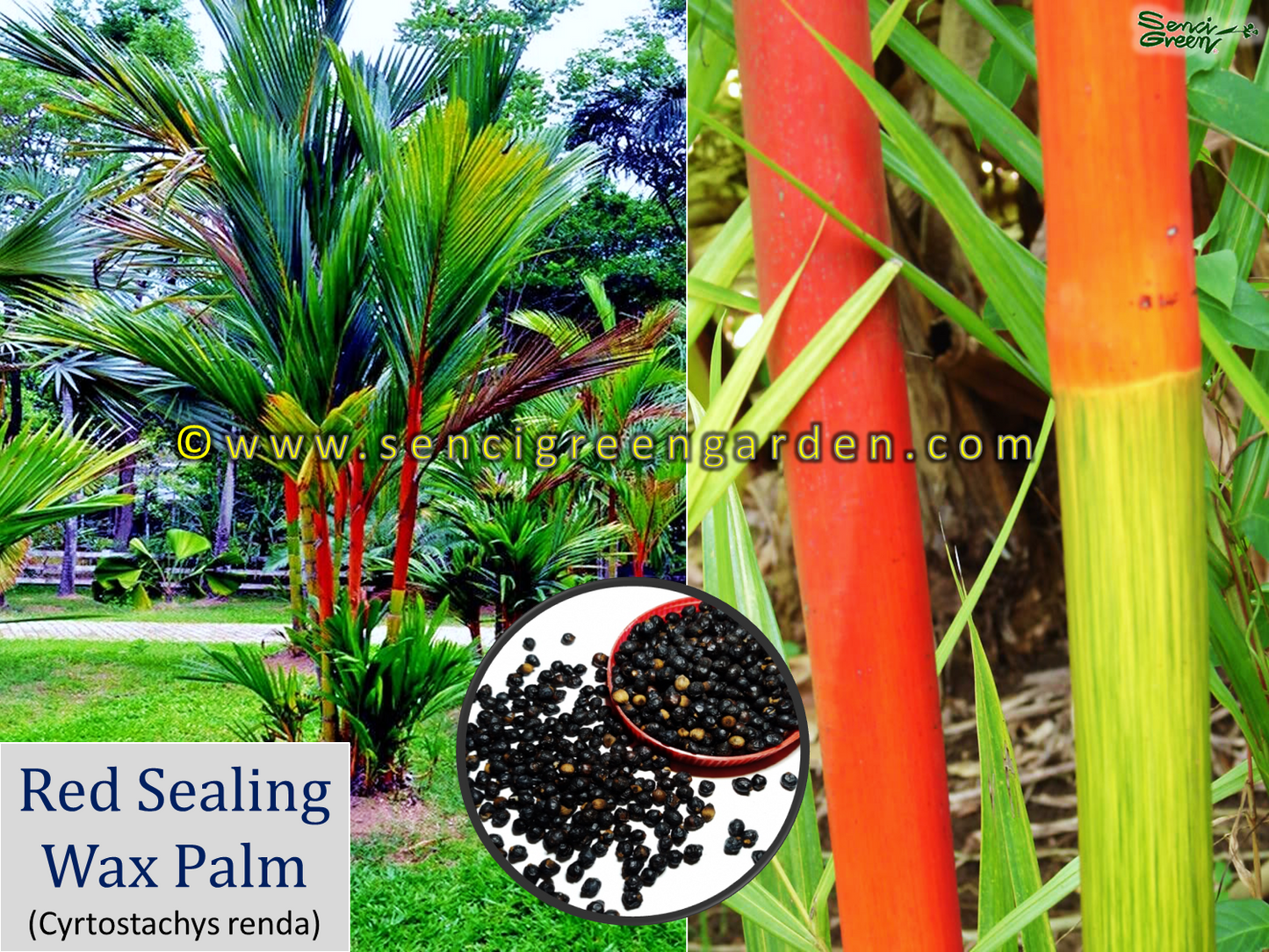 Red sealing wax palm seeds (Cyrtostachys renda) Fresh