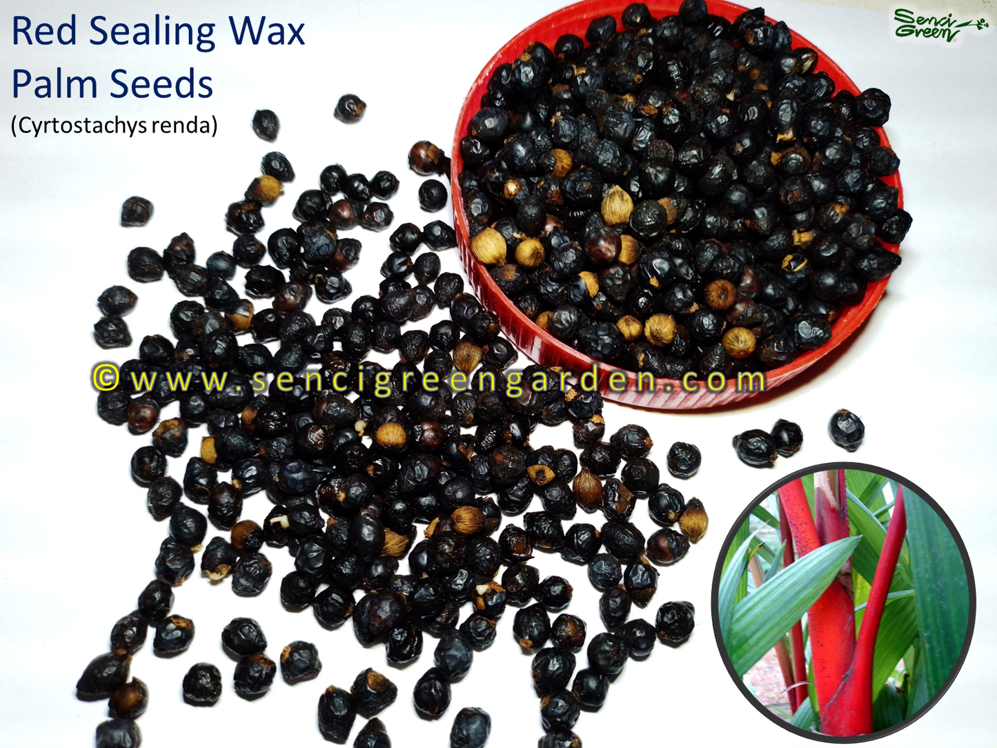 Red sealing wax palm seeds (Cyrtostachys renda) Fresh