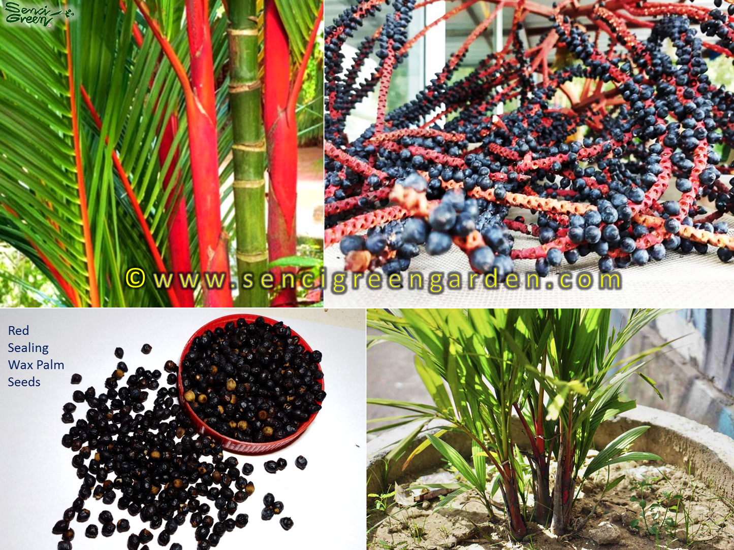 Red sealing wax palm seeds (Cyrtostachys renda) Fresh