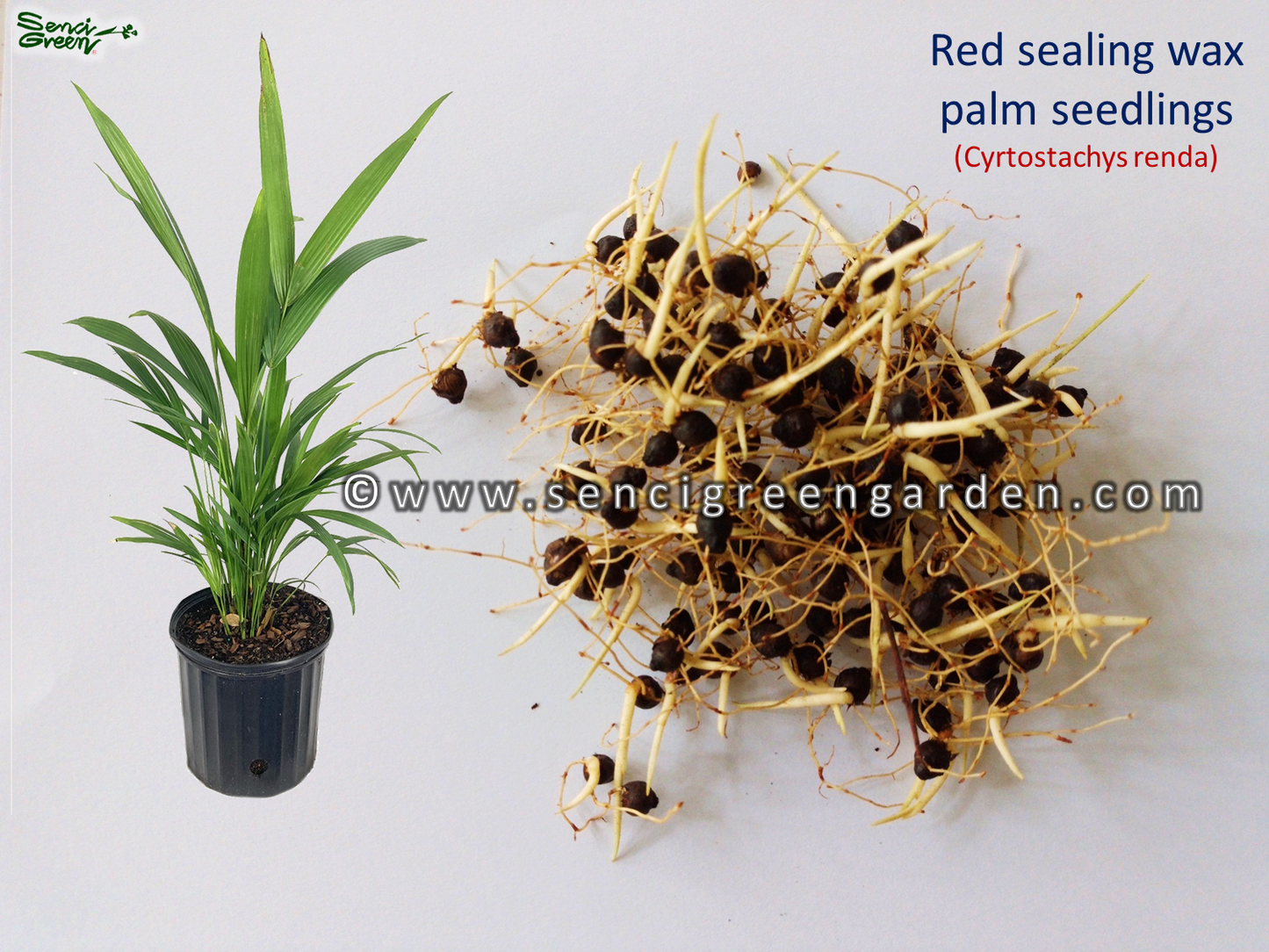 Red sealing wax palm seedlings (Cyrtostachys renda) lipstick palm