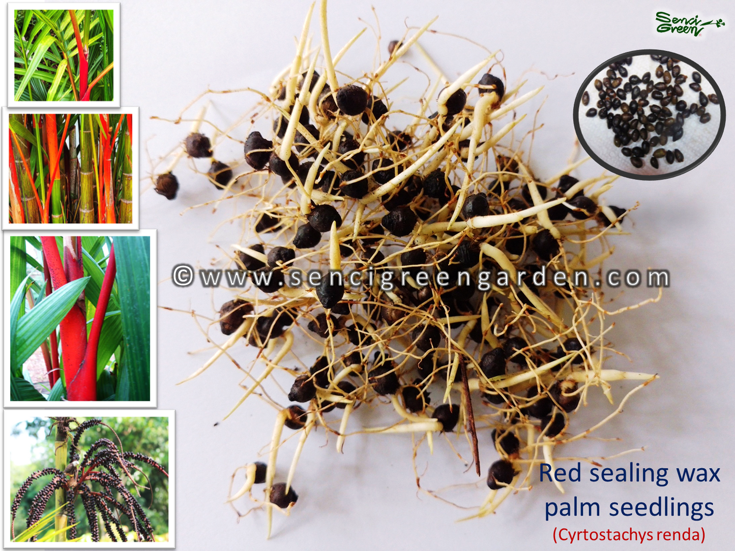 Red sealing wax palm seedlings (Cyrtostachys renda) lipstick palm