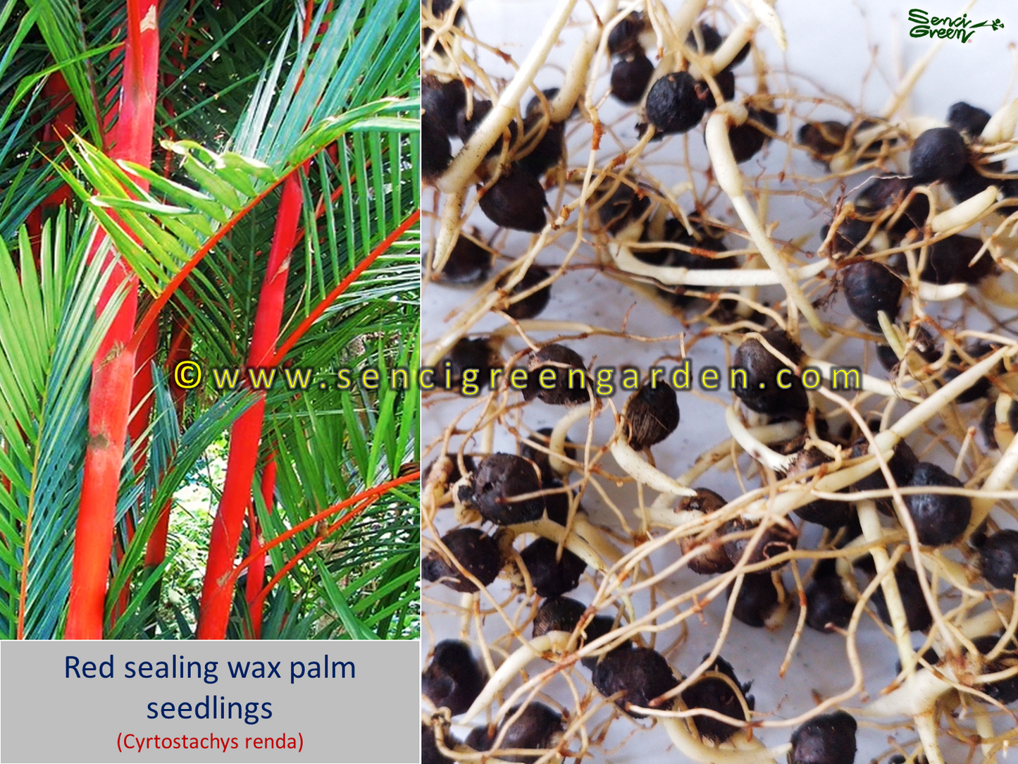 Red sealing wax palm seedlings (Cyrtostachys renda) lipstick palm