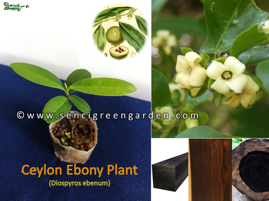 Ceylon ebony plant (Diospyros ebenum) 6"-8" Inches size