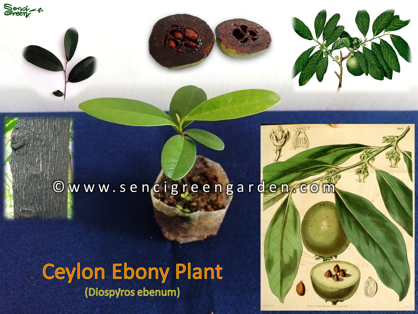 Ceylon ebony plant (Diospyros ebenum) 6"-8" Inches size