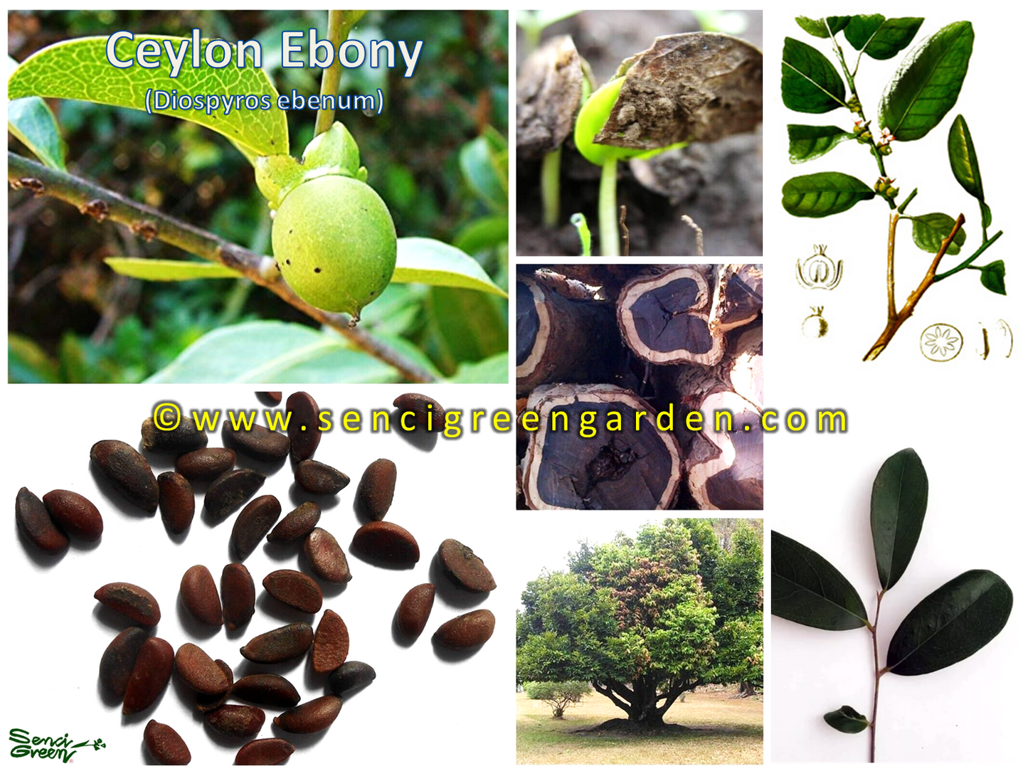 Ceylon ebony plant (Diospyros ebenum) 6"-8" Inches size