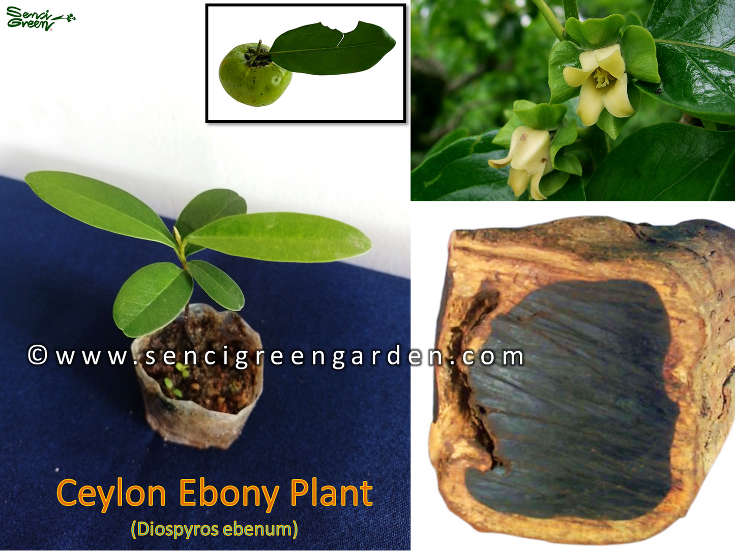 Ceylon ebony plant (Diospyros ebenum) 6"-8" Inches size