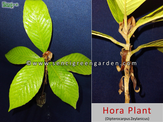 Hora Live Plant (Dipterocarpus Zeylanicus) x1 plant