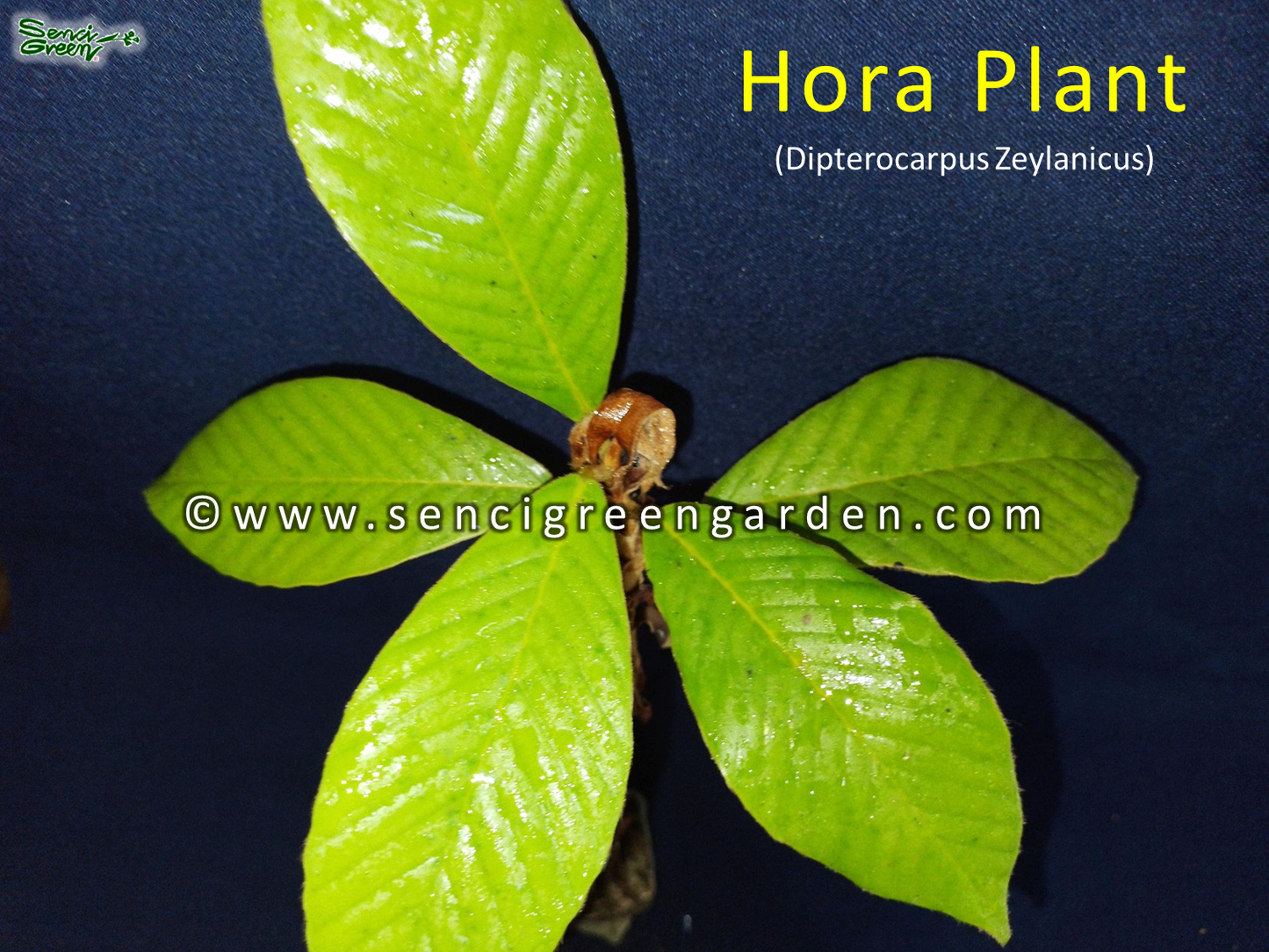 Hora Lebende Pflanze (Dipterocarpus Zeylanicus) x1 Pflanze