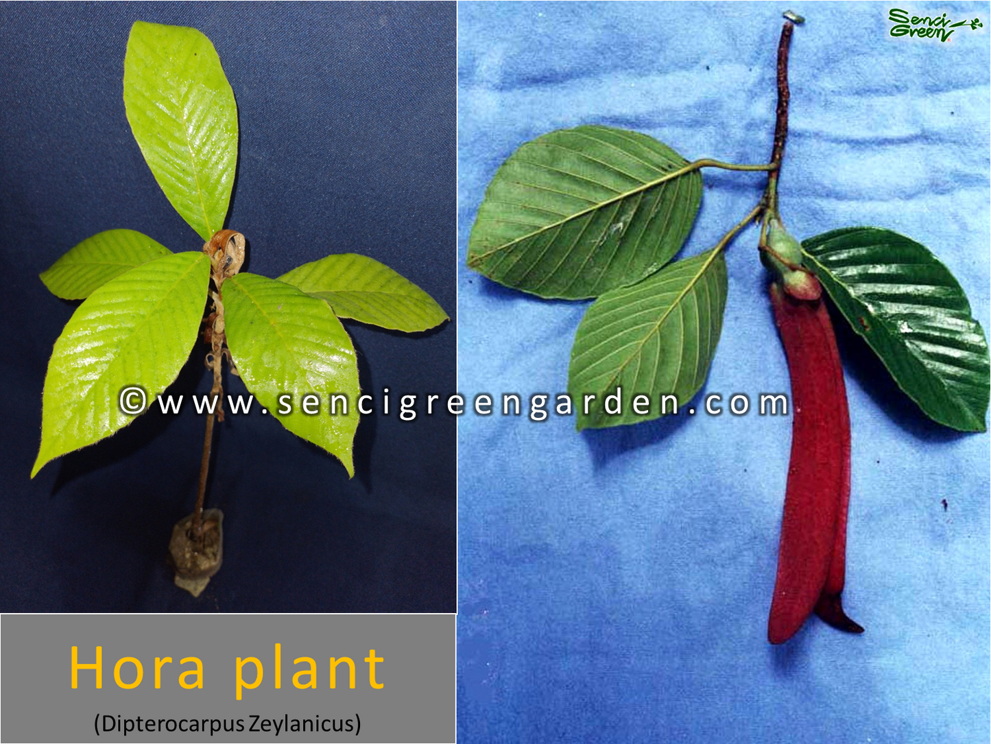 Hora Lebende Pflanze (Dipterocarpus Zeylanicus) x1 Pflanze