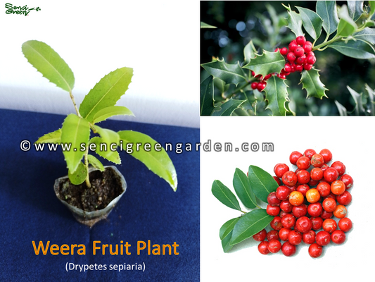 Weera Plant (Drypetes sepiaria) Fruit Plant 4" - 6" Inches size