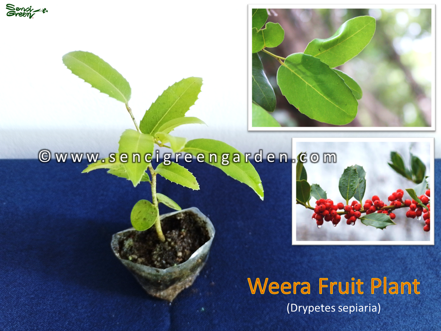 Weera Plant (Drypetes sepiaria) Fruit Plant 4" - 6" Inches size