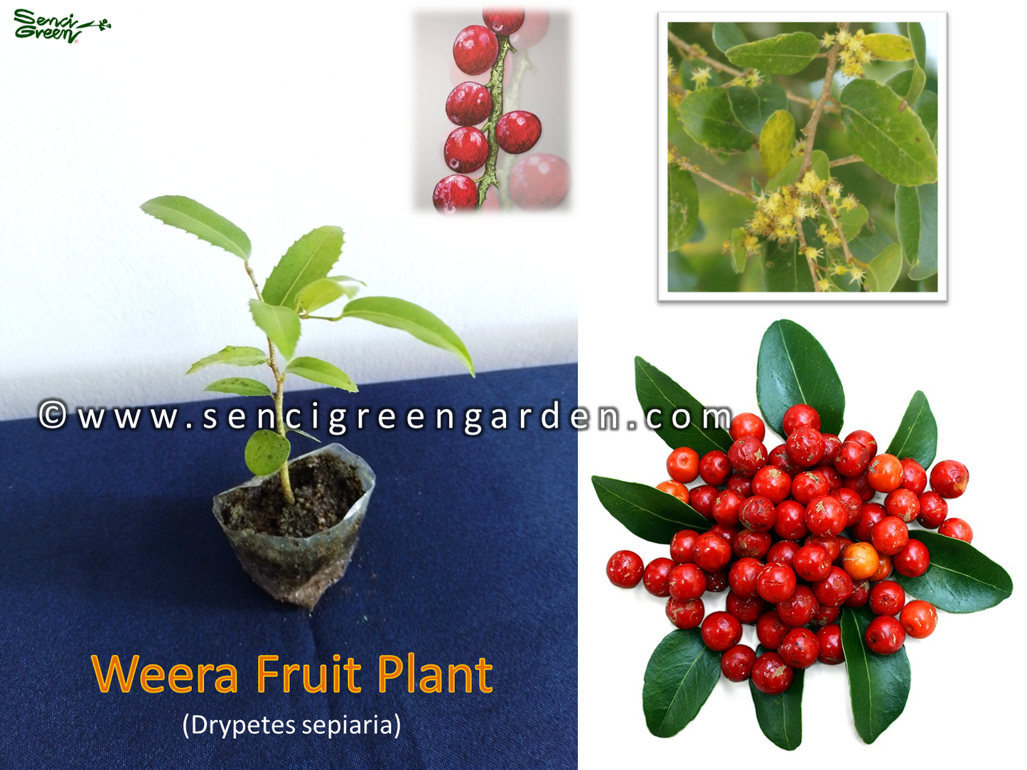 Weera Plant (Drypetes sepiaria) Fruit Plant 4" - 6" Inches size