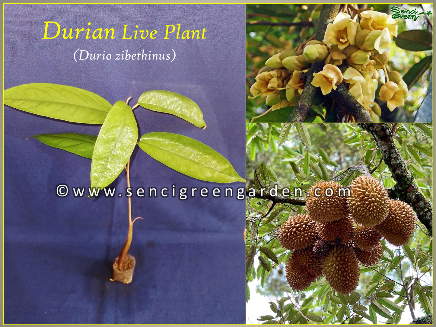 Durian-Pflanze (Durio zibethinus), 20-30 cm groß