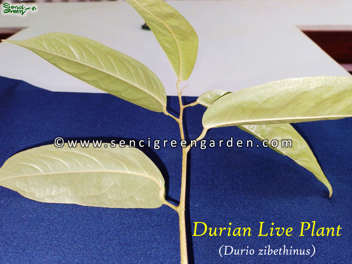 Durian-Pflanze (Durio zibethinus), 20-30 cm groß