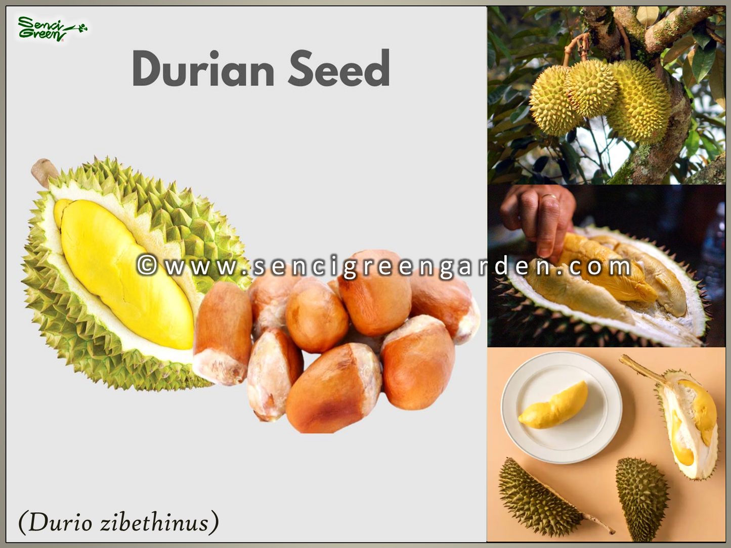 Durian-Pflanze (Durio zibethinus), 20-30 cm groß