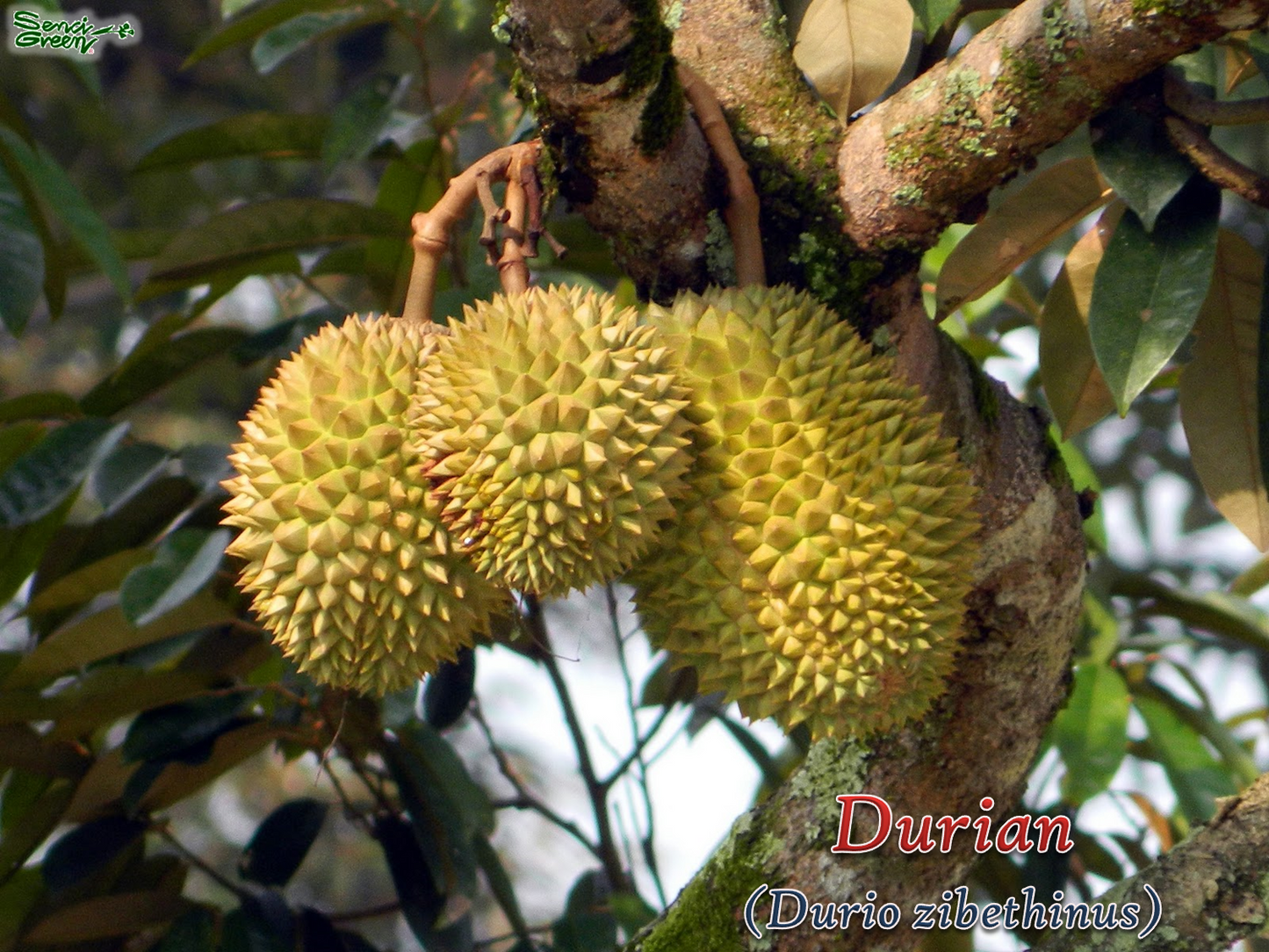 Durian-Pflanze (Durio zibethinus), 20-30 cm groß