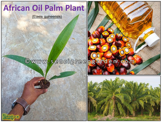 African Oil Palm 01 Plant (Elaeis guineensis)