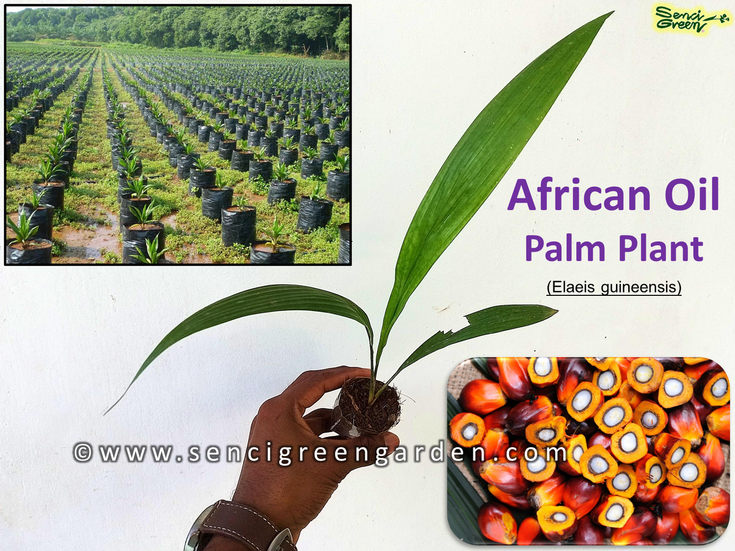 African Oil Palm 01 Plant (Elaeis guineensis)