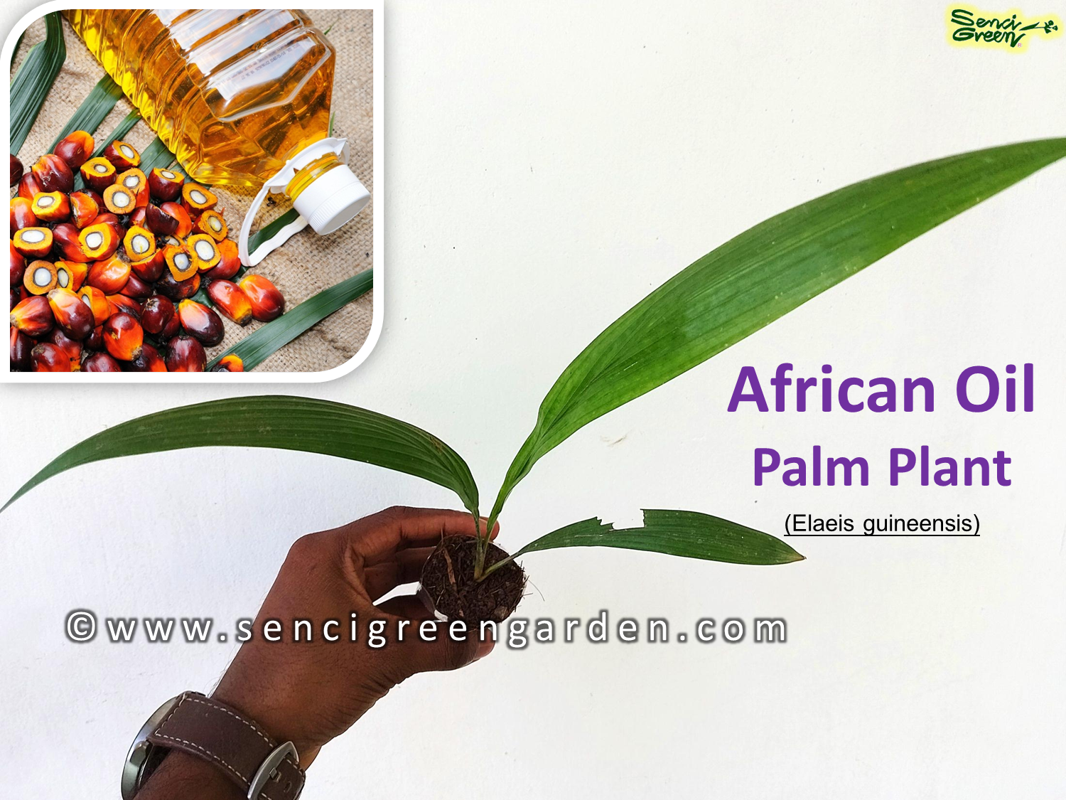 African Oil Palm 01 Plant (Elaeis guineensis)