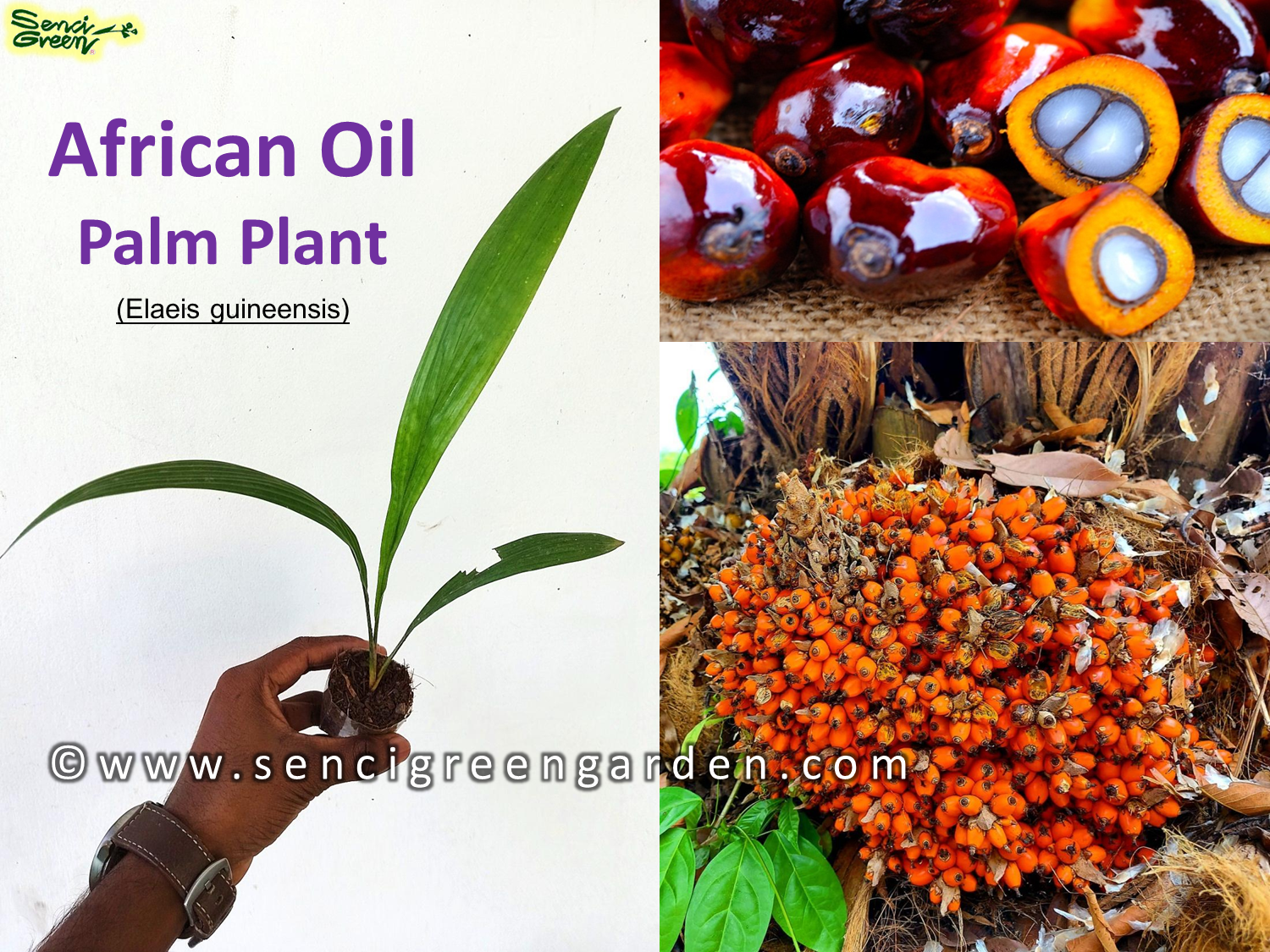 African Oil Palm 01 Plant (Elaeis guineensis)