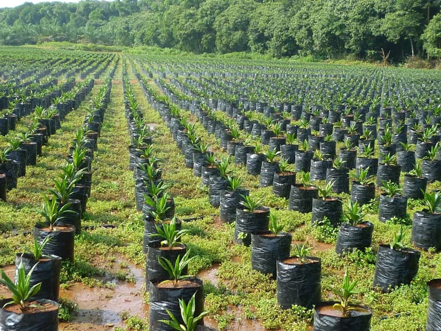 African Oil Palm plants (Elaeis guineensis)