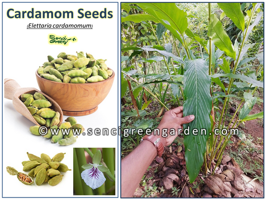 Elettaria cardamomum seeds
