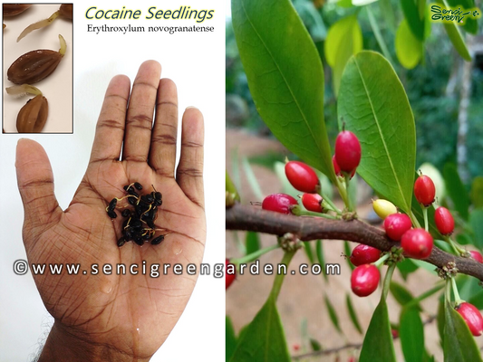 Coca Seedlings (Erythroxylum novogranatense)