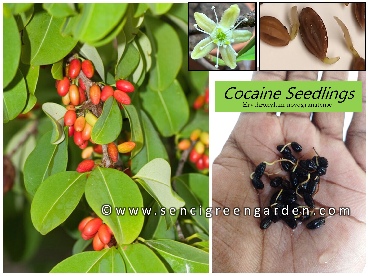 Coca Seedlings (Erythroxylum novogranatense)