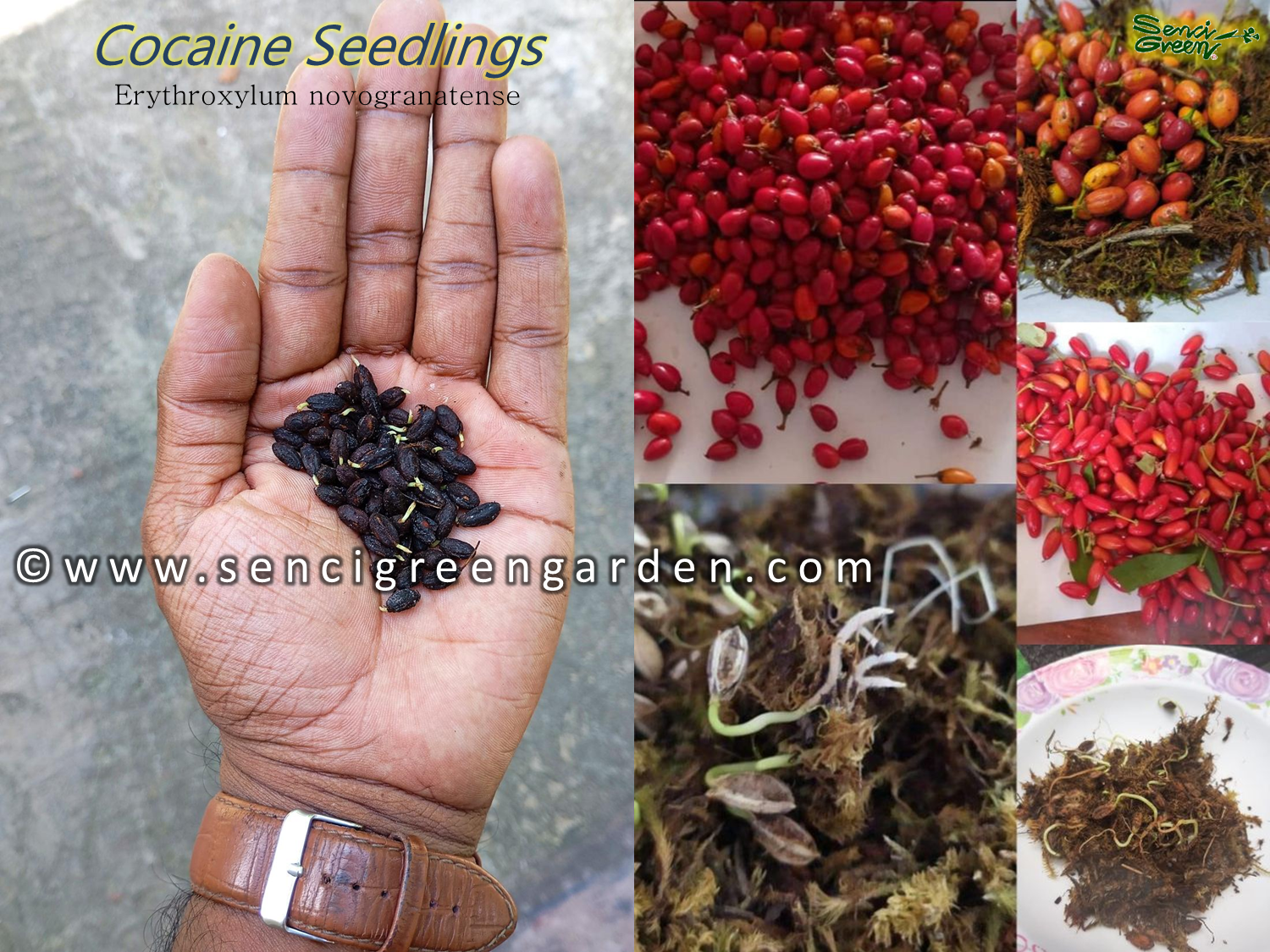 Coca Seedlings (Erythroxylum novogranatense)