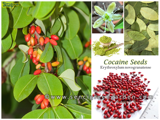 Erythroxylum novogranatense (Colombian Coca) seeds