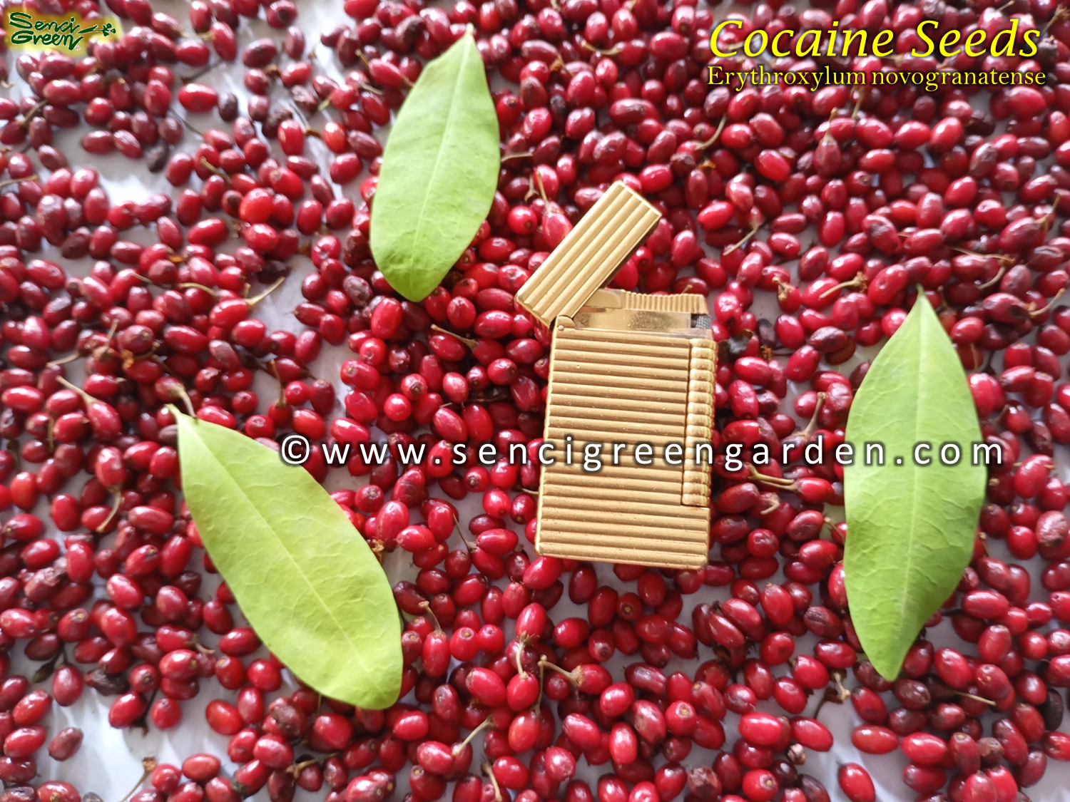Erythroxylum novogranatense (Colombian Coca) seeds