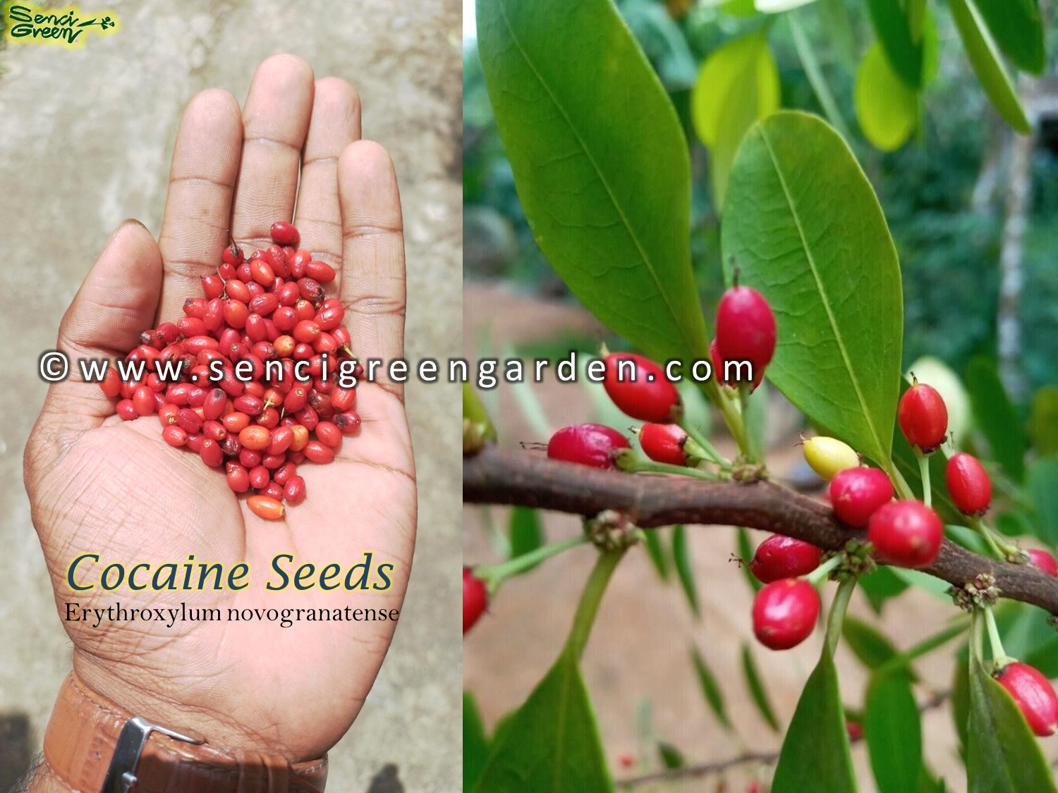 Erythroxylum novogranatense (Colombian Coca) seeds