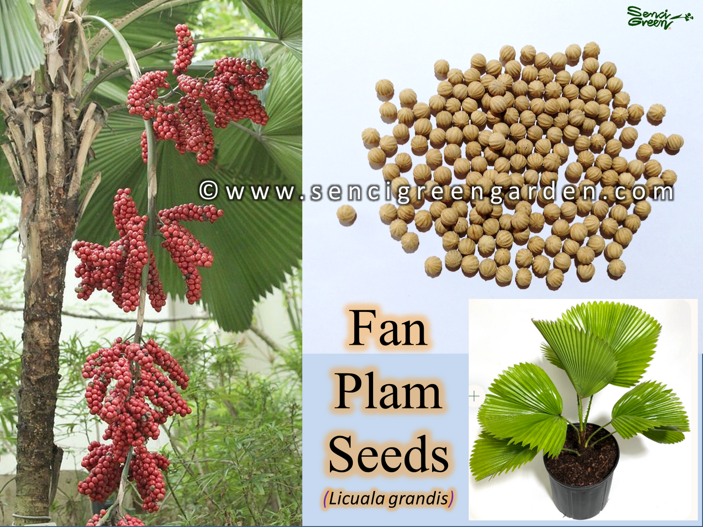 Fan Palm seeds (Licuala grandis) Fresh hardy palm