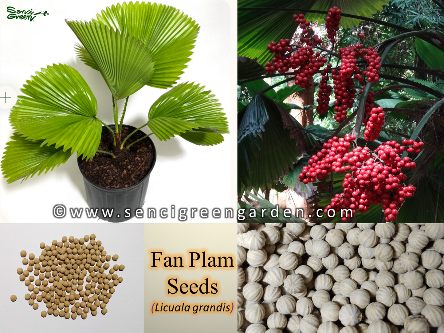 Fan Palm seeds (Licuala grandis) Fresh hardy palm