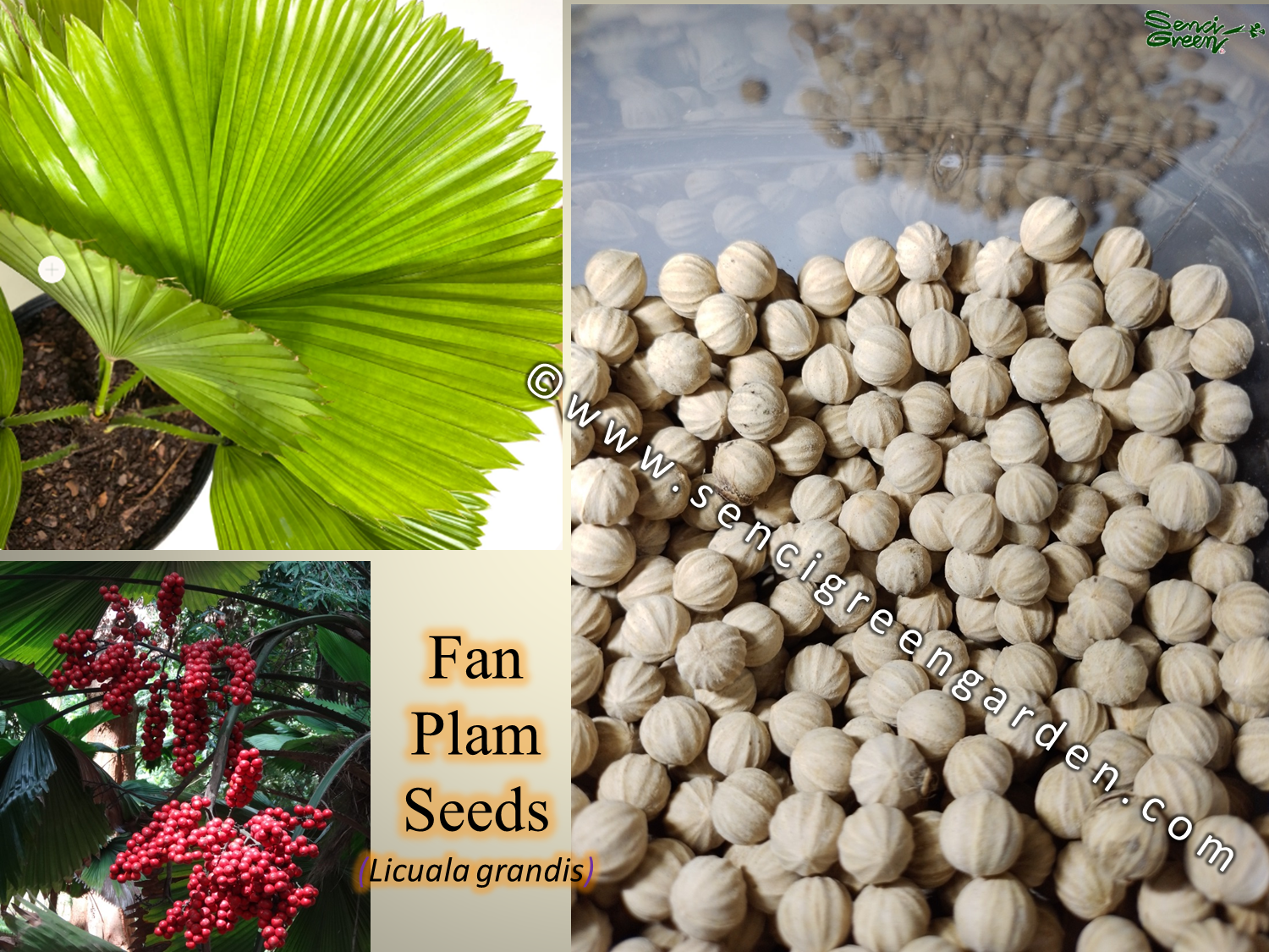 Fan Palm seeds (Licuala grandis) Fresh hardy palm