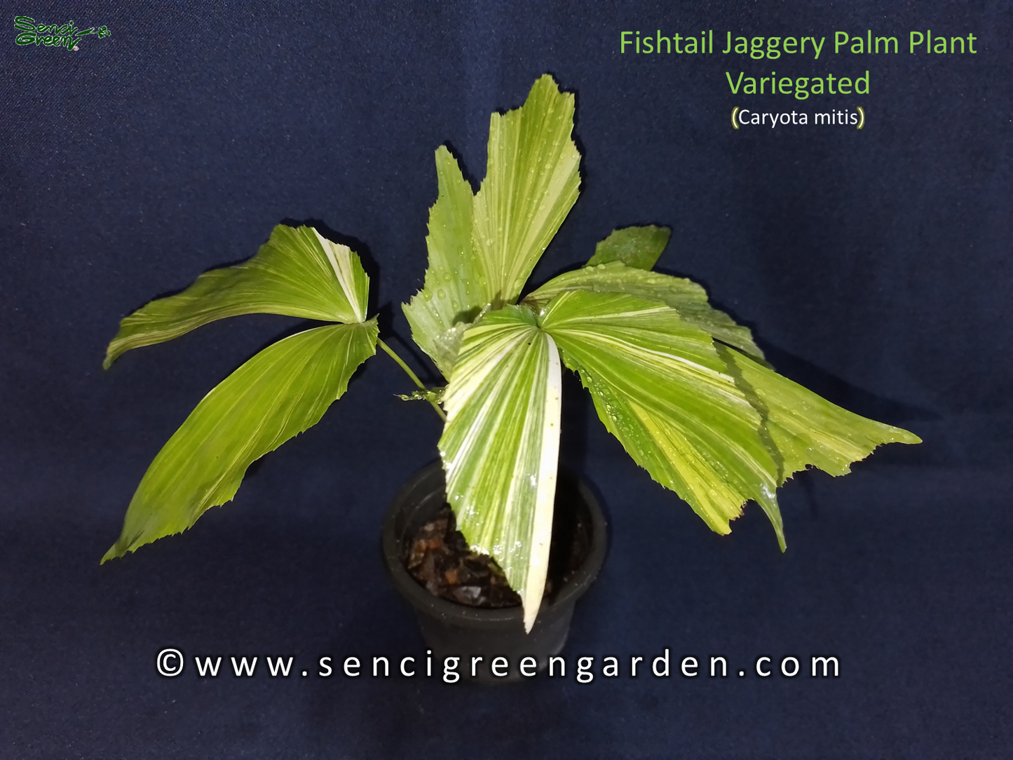 Variegated Fishtail Palm plant (Caryota mitis) 6"-8" Inches size palm plant