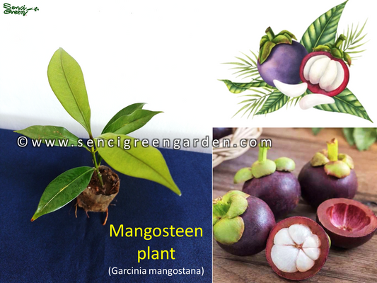 Mangosteen Plant (Garcinia mangostana) 8"- 10" Inches Size