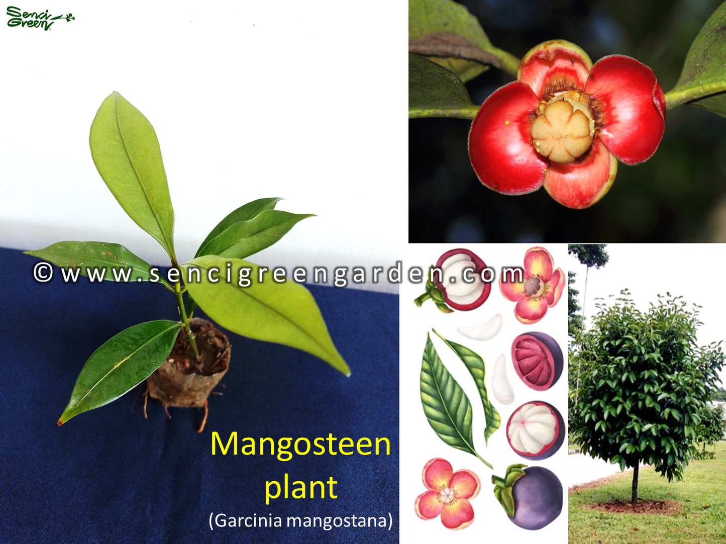 Mangosteen Plant (Garcinia mangostana) 8"- 10" Inches Size