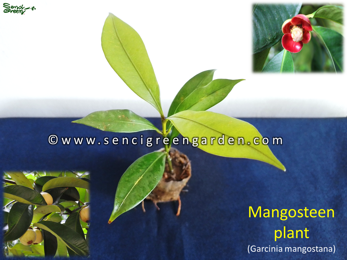 Mangosteen Plant (Garcinia mangostana) 8"- 10" Inches Size